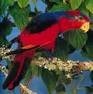 /album/lori-modroprsy-red-and-blue-lory/lori-modroprsy-2-jpg/